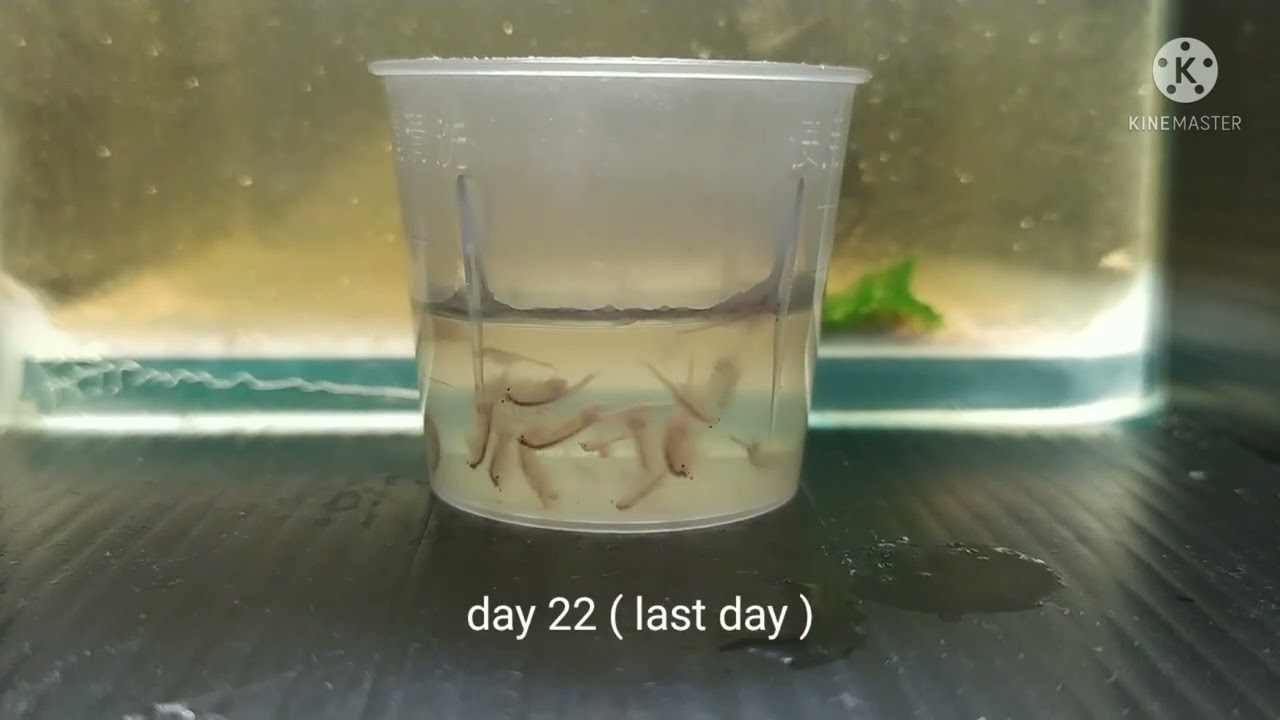 Brine Shrimp ( Artemia )