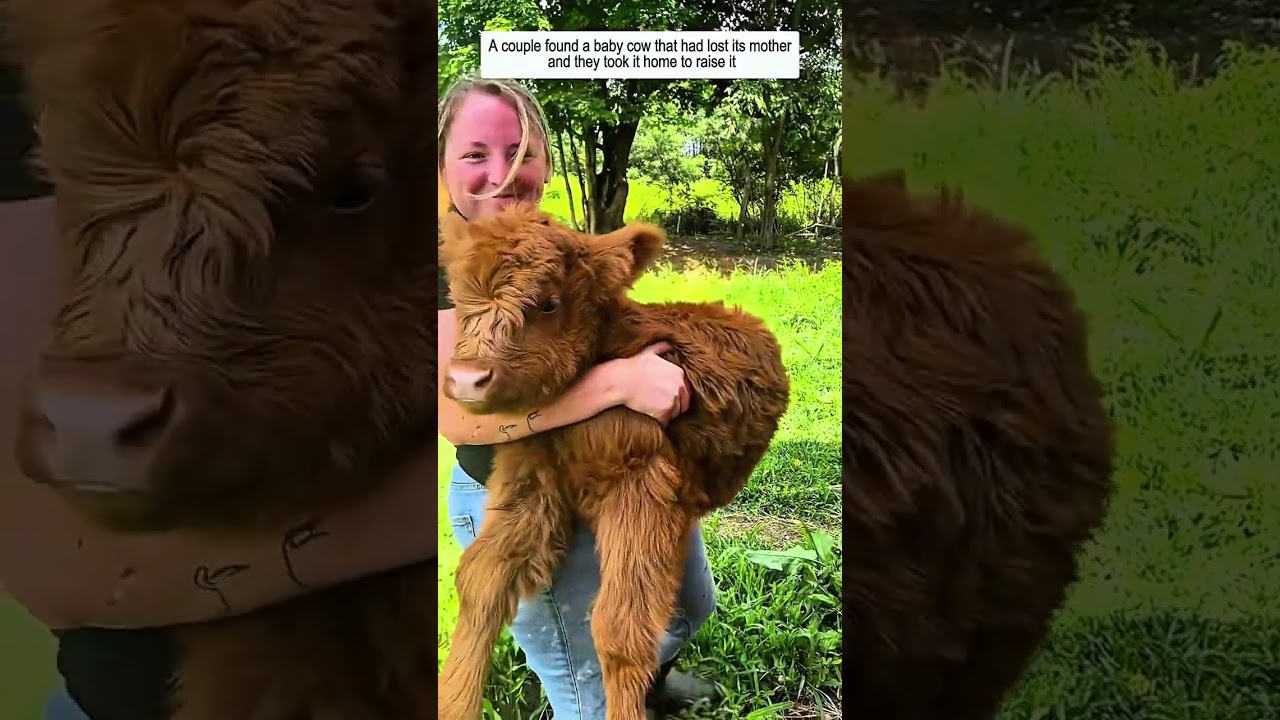 Moments of Animals Being Rescued and Loved #animals #rescue #wildlife #animalrescue #animalshorts