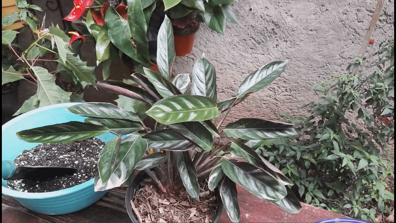 Calathea Triostar / Pluma de indio, ya es momento de trasplantarla