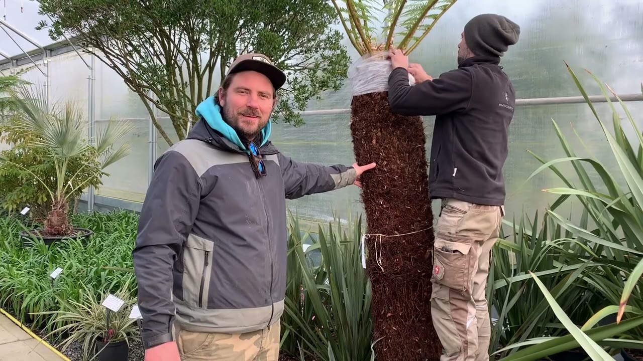 Winter Protection for Dicksonia antarctica. We show you how to wrap up for the winter months.