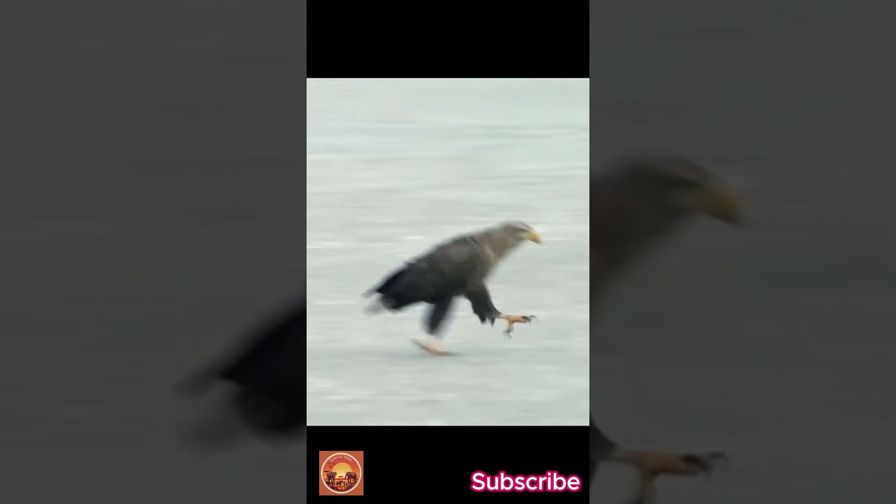 How Eagles Fail to Hunt | Animalia Wonders #funny #animals