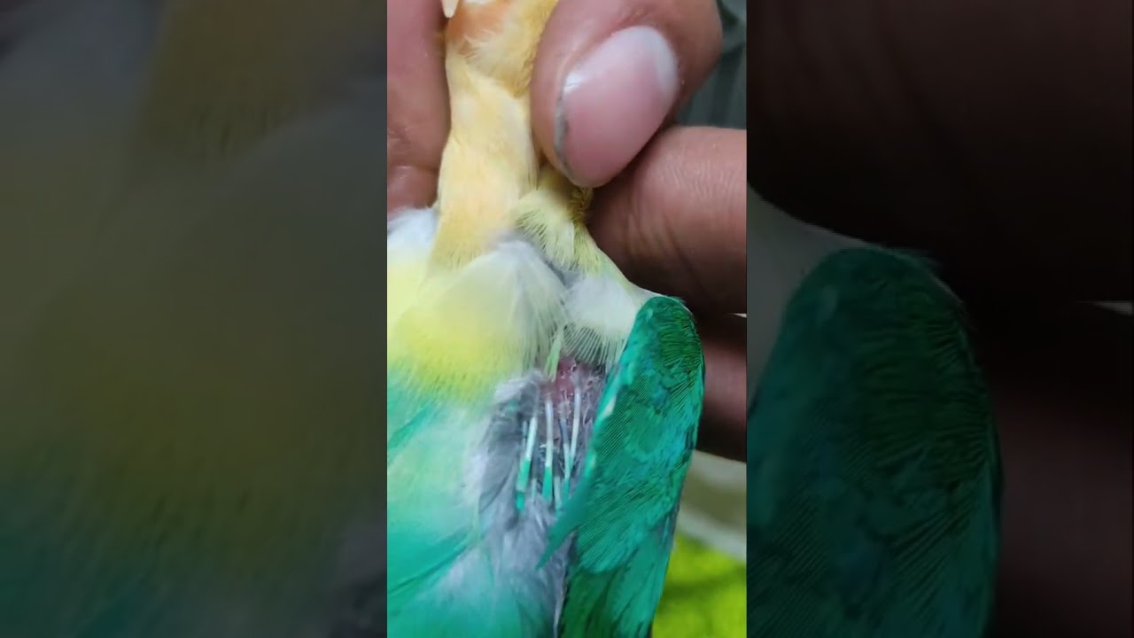 love birds feather loss pin loss problem | best solution healit skin ointment tube problem solved