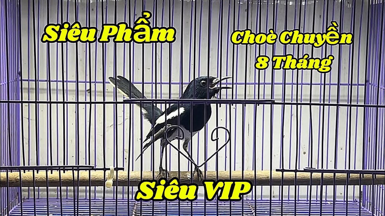 4-2 Choè Than Siêu Hot Cho Ae Về Chơi Tết
