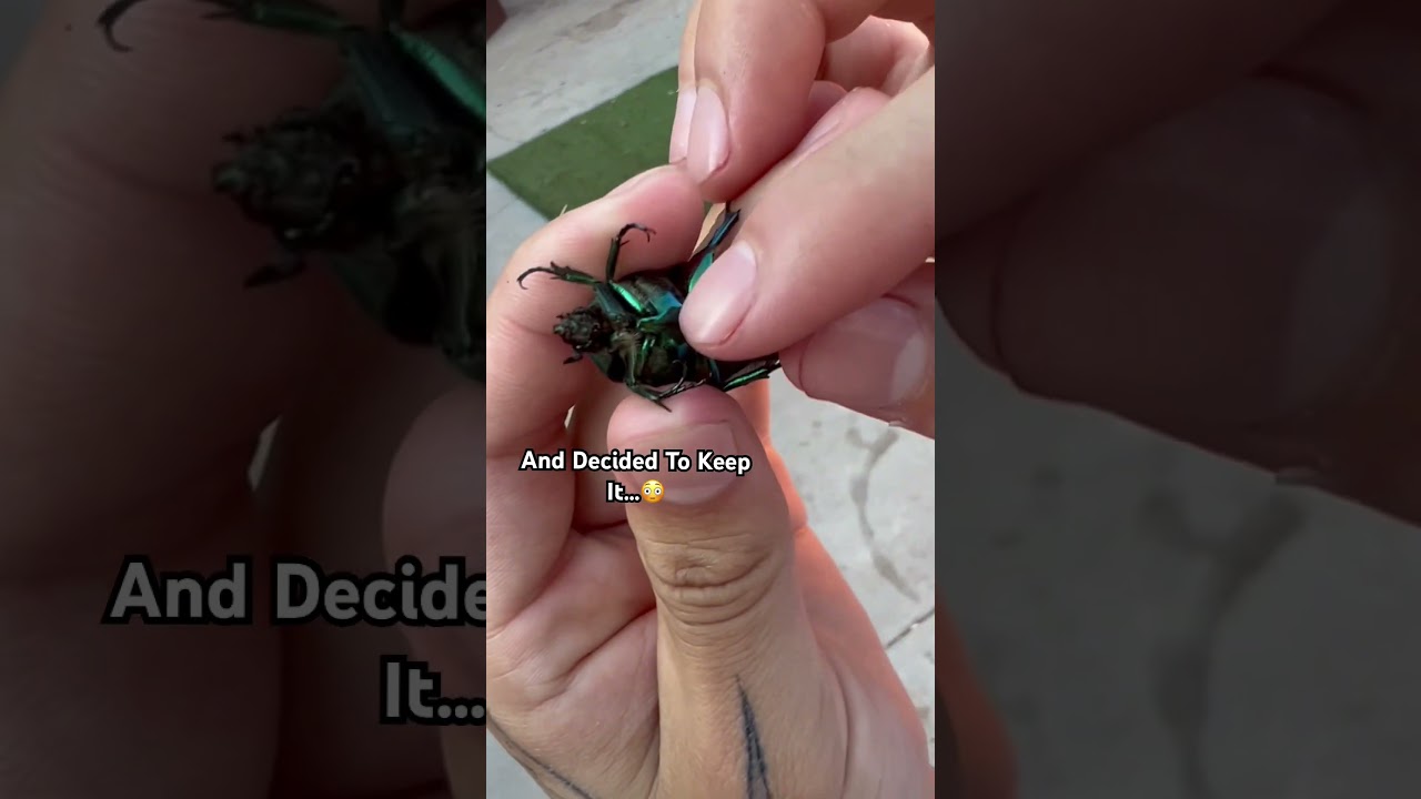Мы нашли жучок ФБР и оставили его себе в качестве питомца😳😱
