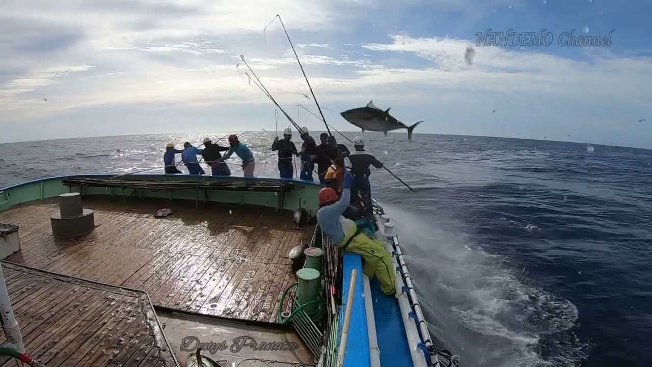 😱large tuna fish flying. Anglers are overwhelmed‼️