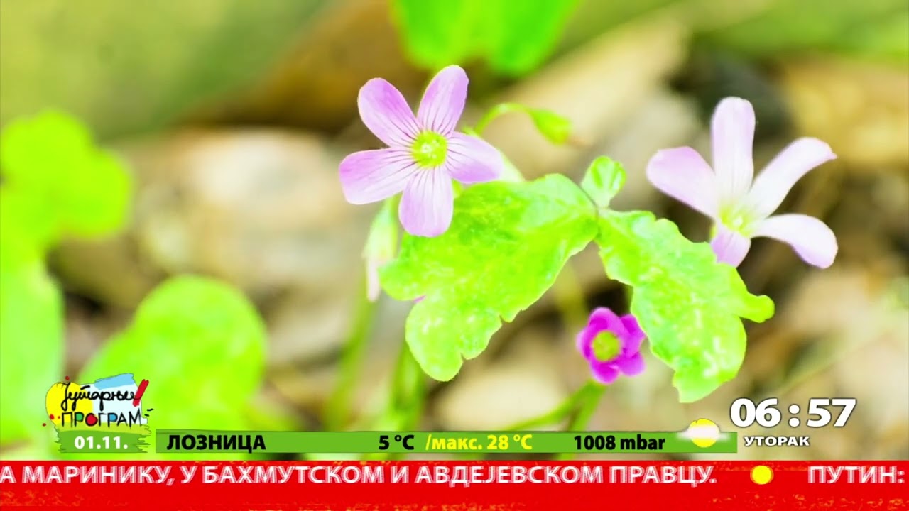 BIOLO&Scaron;KI SAT BILJAKA_NAUČNI BUDILNIK - 01.11.2022.