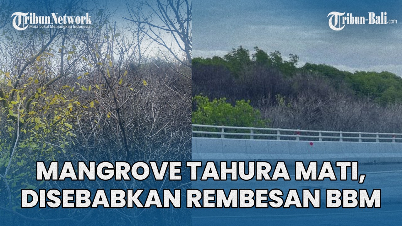 VIRAL Mangrove Tahura Dekat Pintu Masuk Tol Bali Mandara Mati, Diduga Disebabkan Rembesan BBM