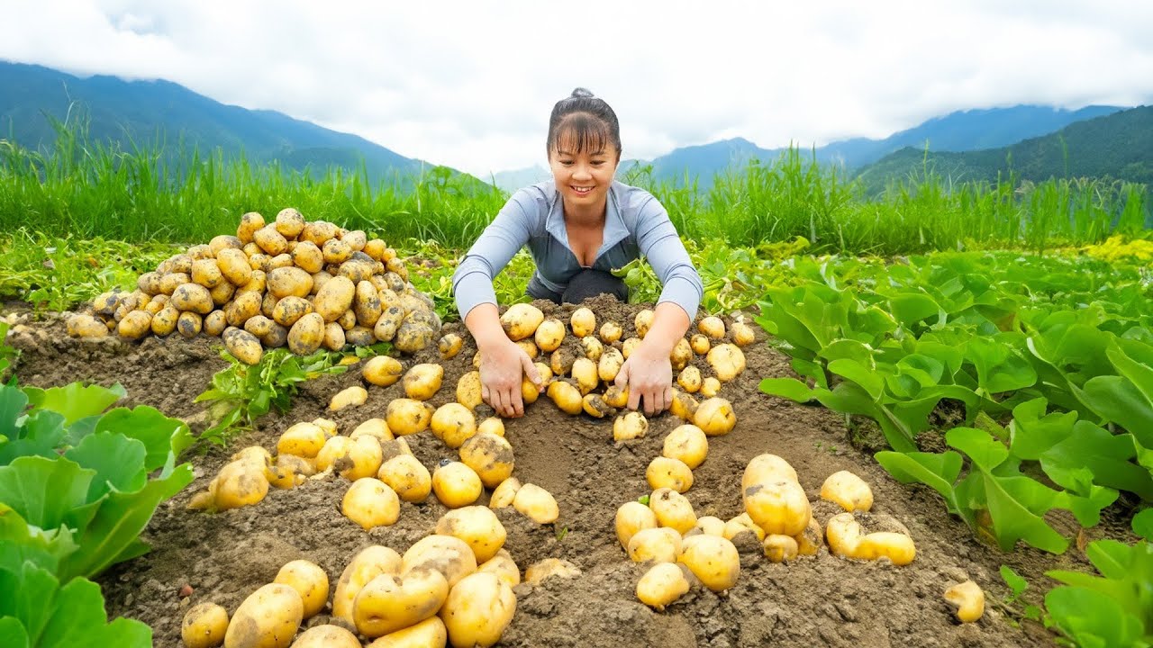 Harvesting A Lot Of Potato Goes To Market Sell - Grow Vegetable | Tiểu Vân Daily Life