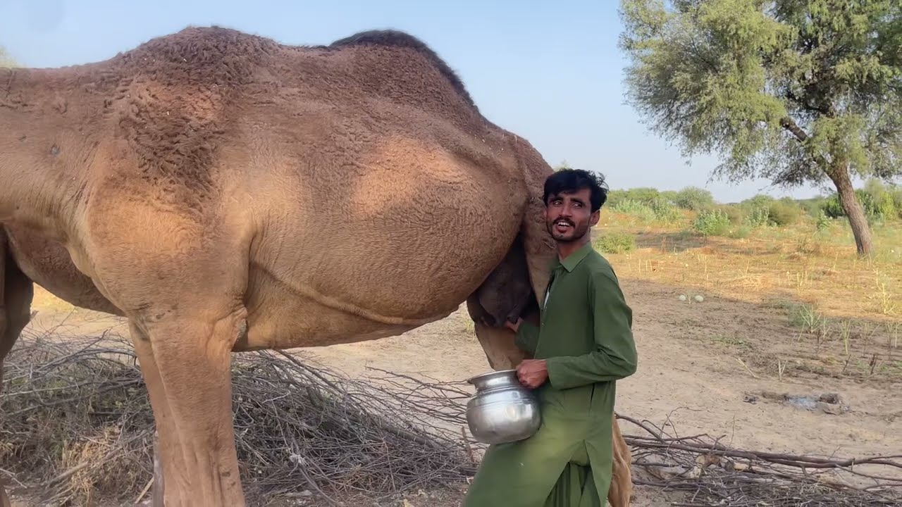 جمل يرضع ابنه || جمل في الصحراء يرضع ابنه الصغير بحنان تحت أشعة الشمس.