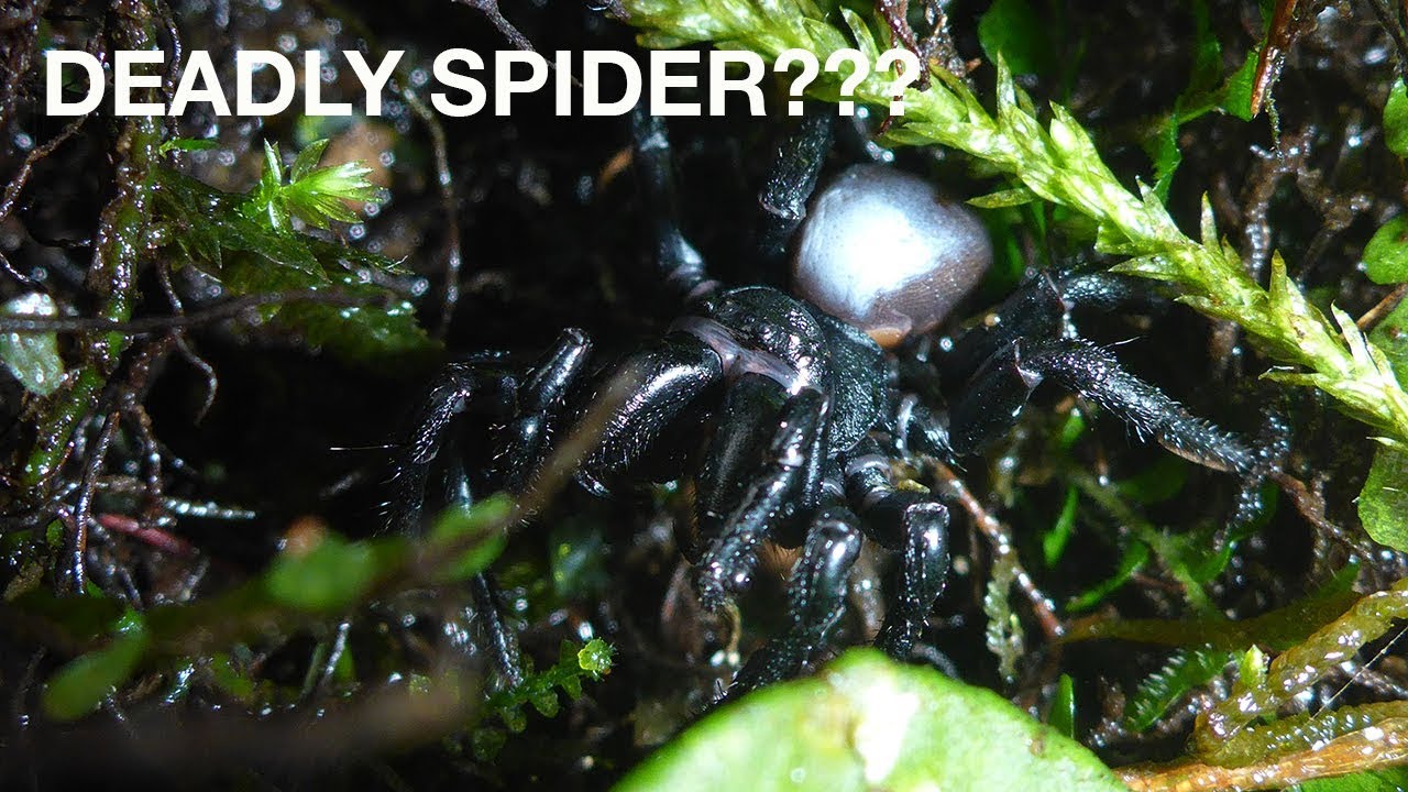 Mouse Spiders Potentially Deadly Spiders?