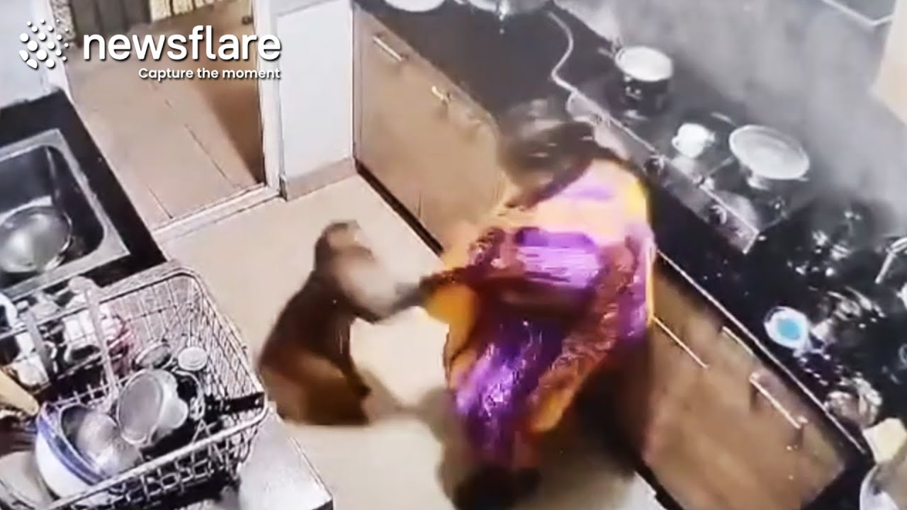 Wild Monkey Steals Her Food || Newsflare