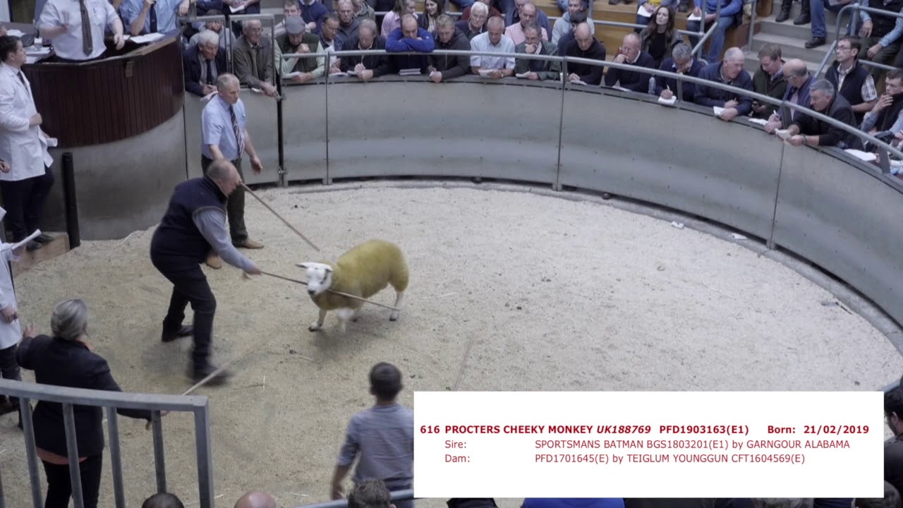 Scottish National Texel Sale, Lanark, 2019, top prices part one