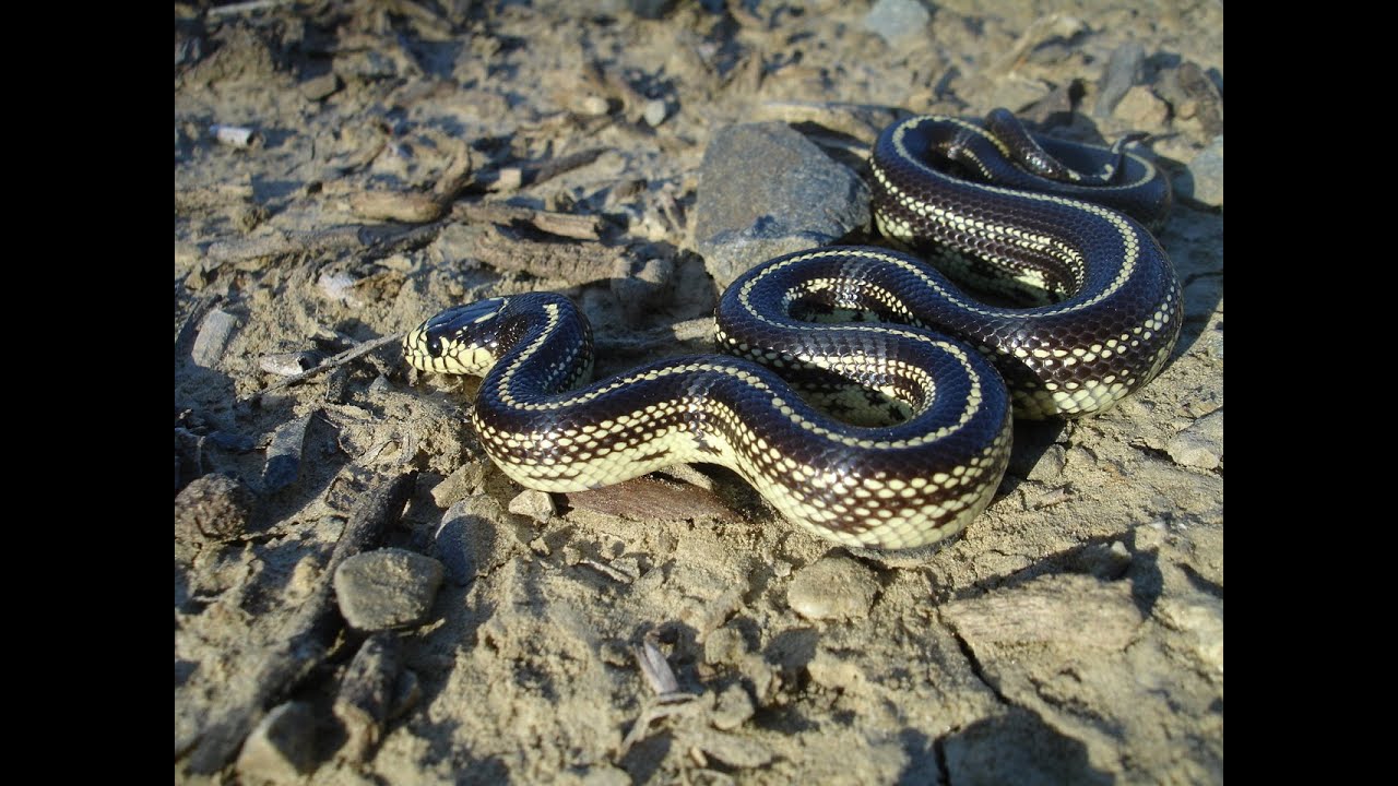 Colubrid Collection (October 2014)