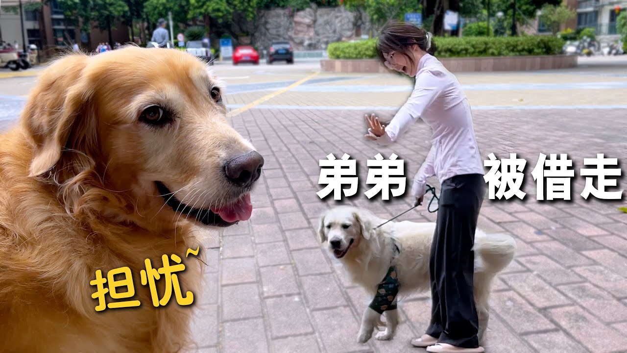 金毛弟弟被人借走，金毛姐姐会是什么反应？