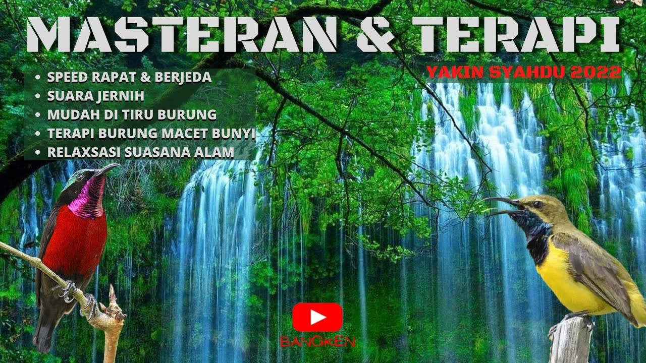 MASTERAN Konin VS Sogon JUGA TERAPI ALIRAN AIR & SUARA ALAM UNTUK MURAI, KACER, CUCAK IJO dll