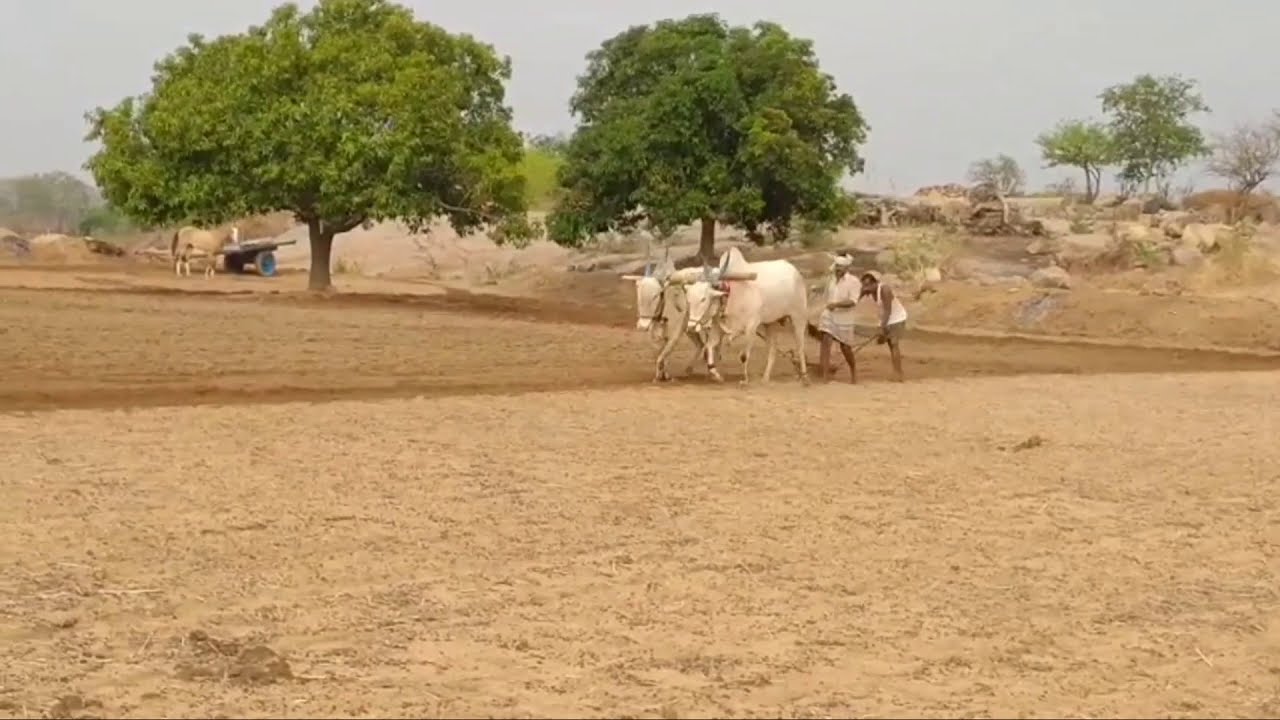 khillari bulls