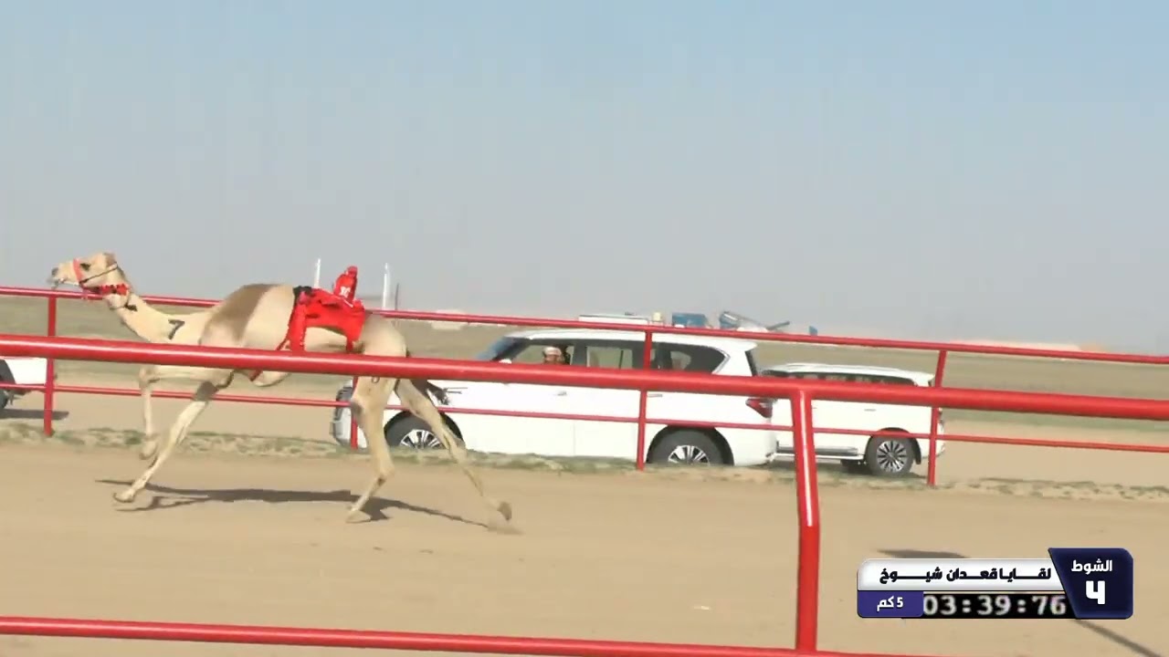 21 الشوط الرابع لقايا قعدان شيوخ الاحد 08 02 2026
