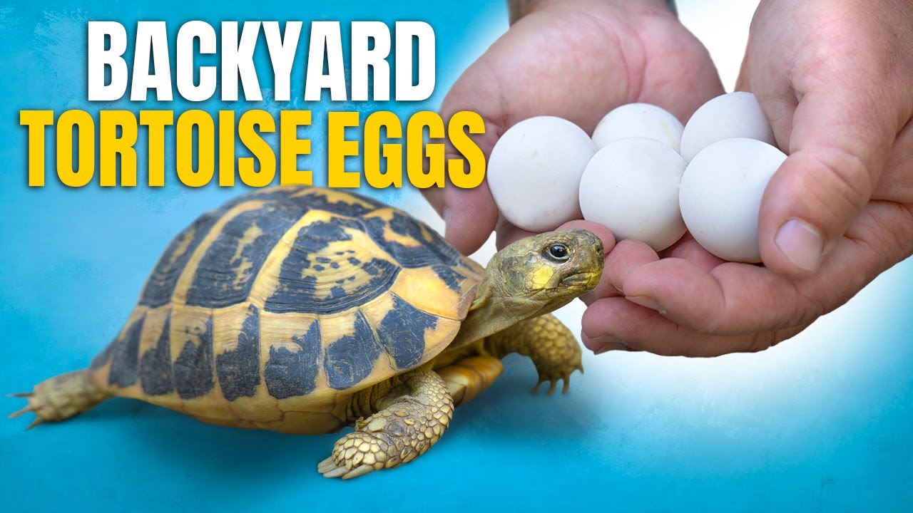 Digging Up Tortoise Nests in our Backyard! + Rescuing 40 Turtles At Once!