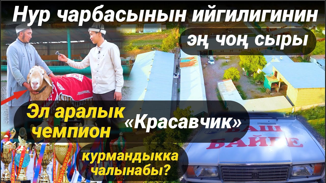 ЧЕМПИОН КОЧКОР КУРМАНДЫККА ЧАЛЫНАБЫ😯😯😯// КУРМАН АЙТ 2025