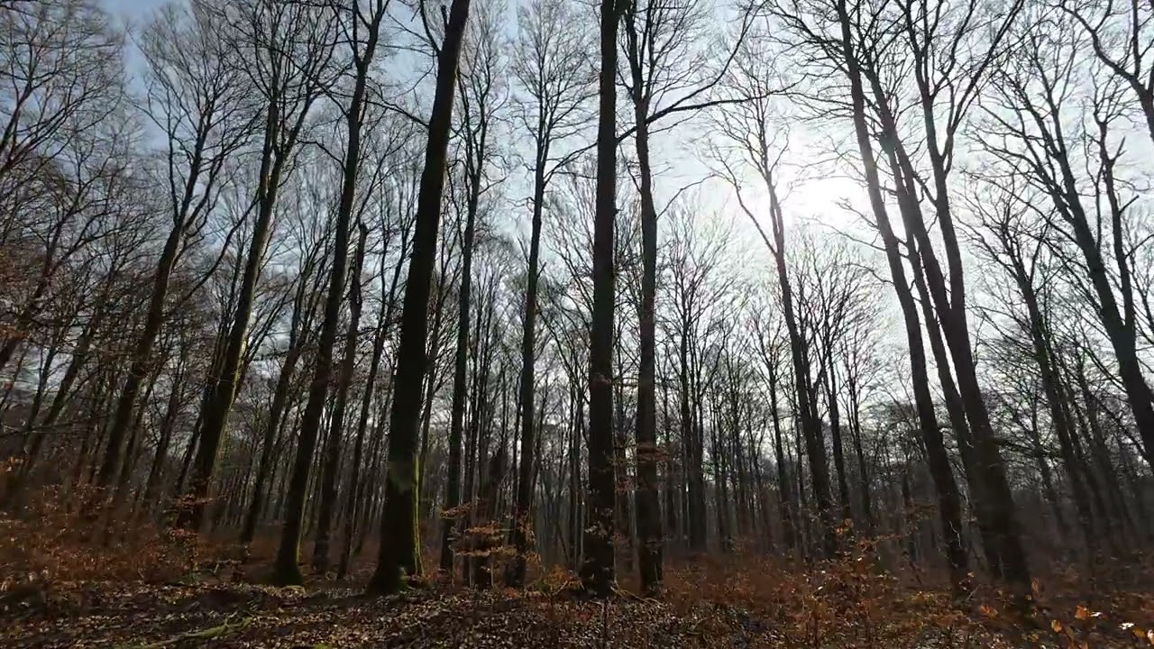 Just a simple walk around Mårås Naturreservat above Hyltebruk in Halland.