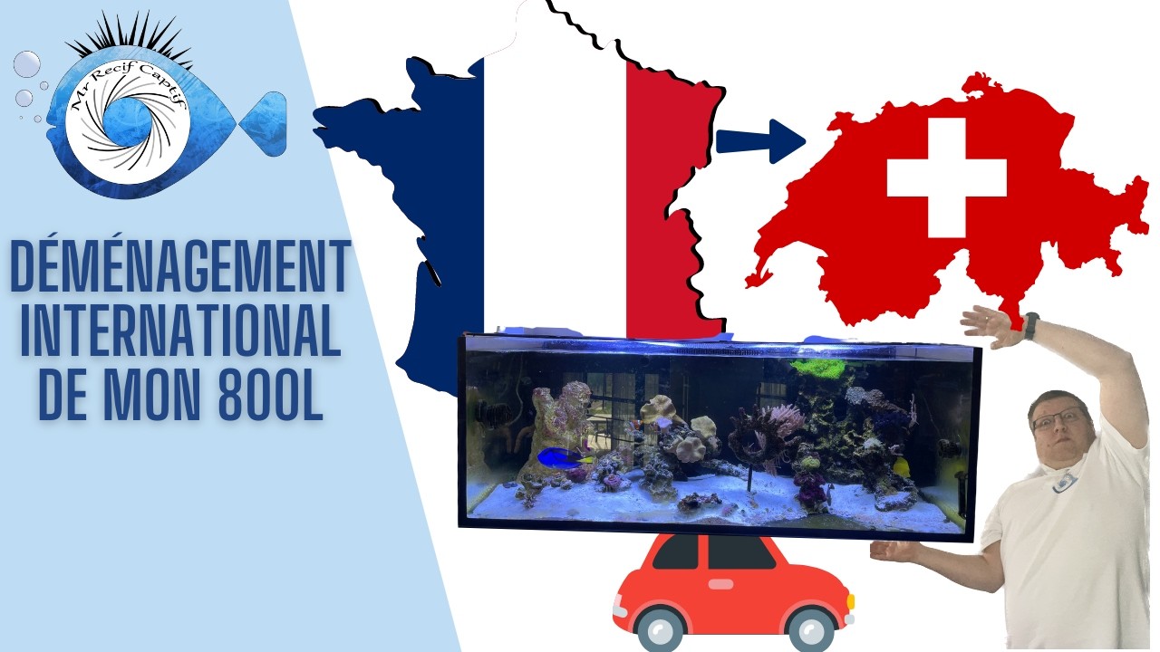 Déménagement d'Aquarium : Mon plus gros Projet de l'année !