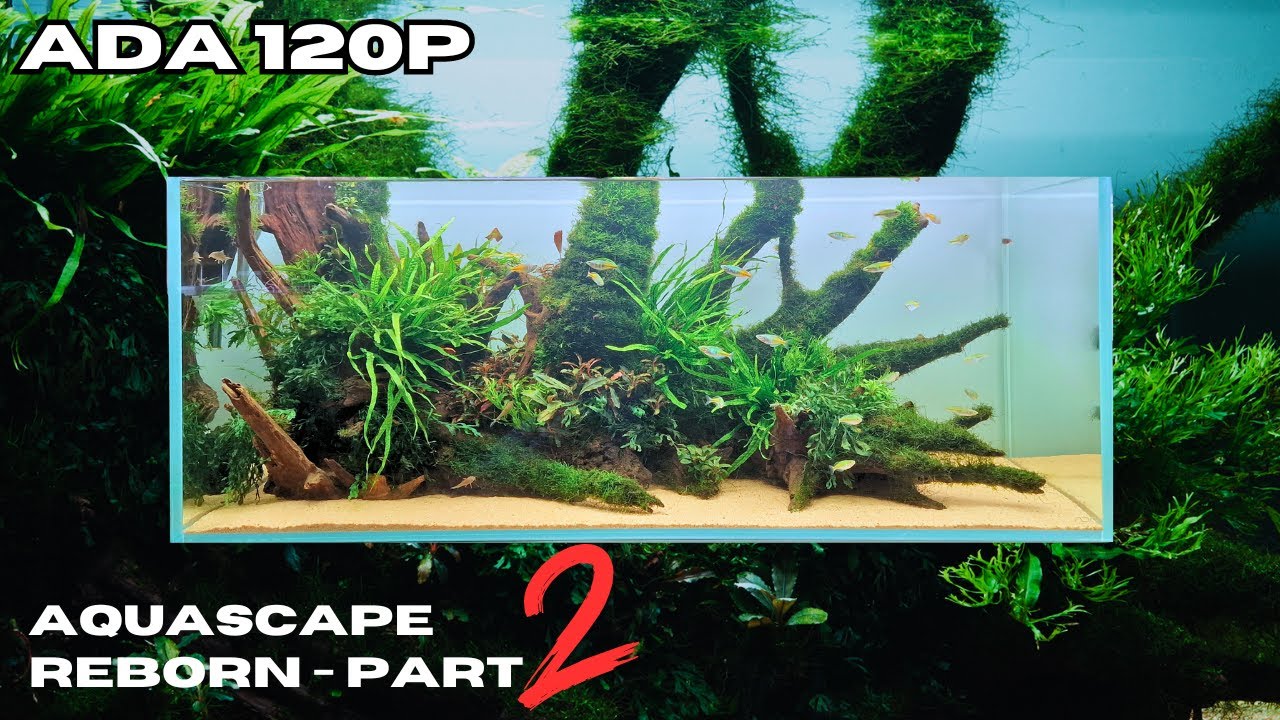 AQUASCAPE REBORN - WE MADE IT BIGGER AND BETTER (PART 2)