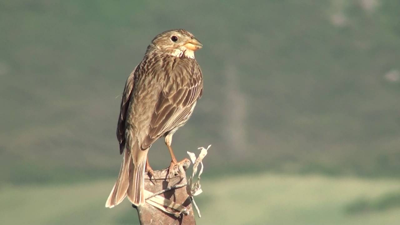 Corn bunting (Emberiza calandra) singing