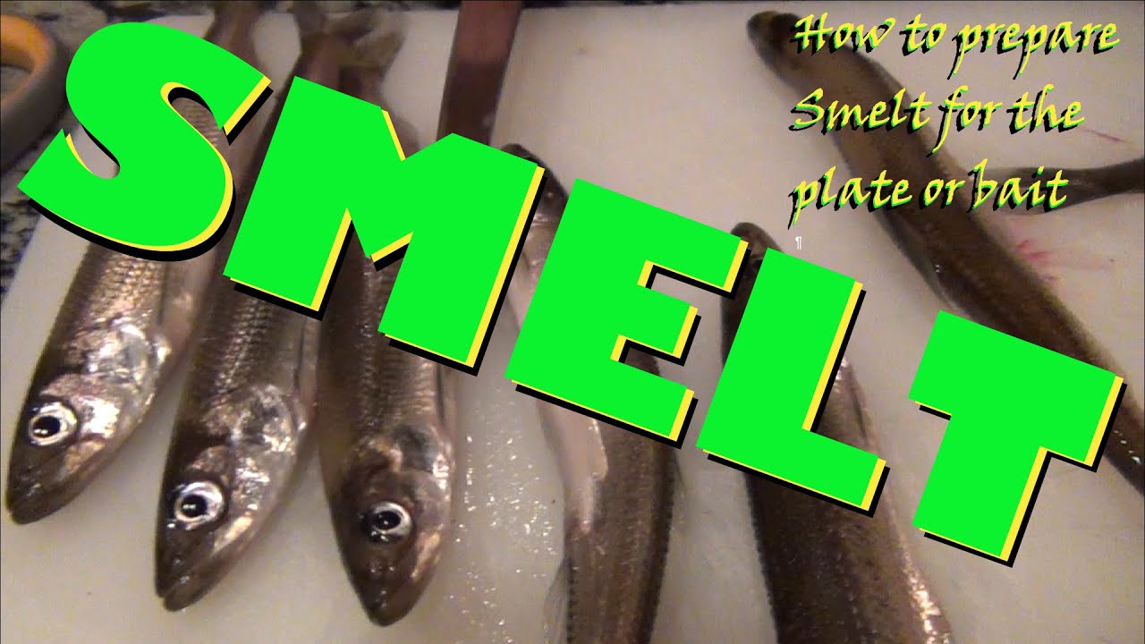 How To Prepare Smelt For The Plate Or Bait