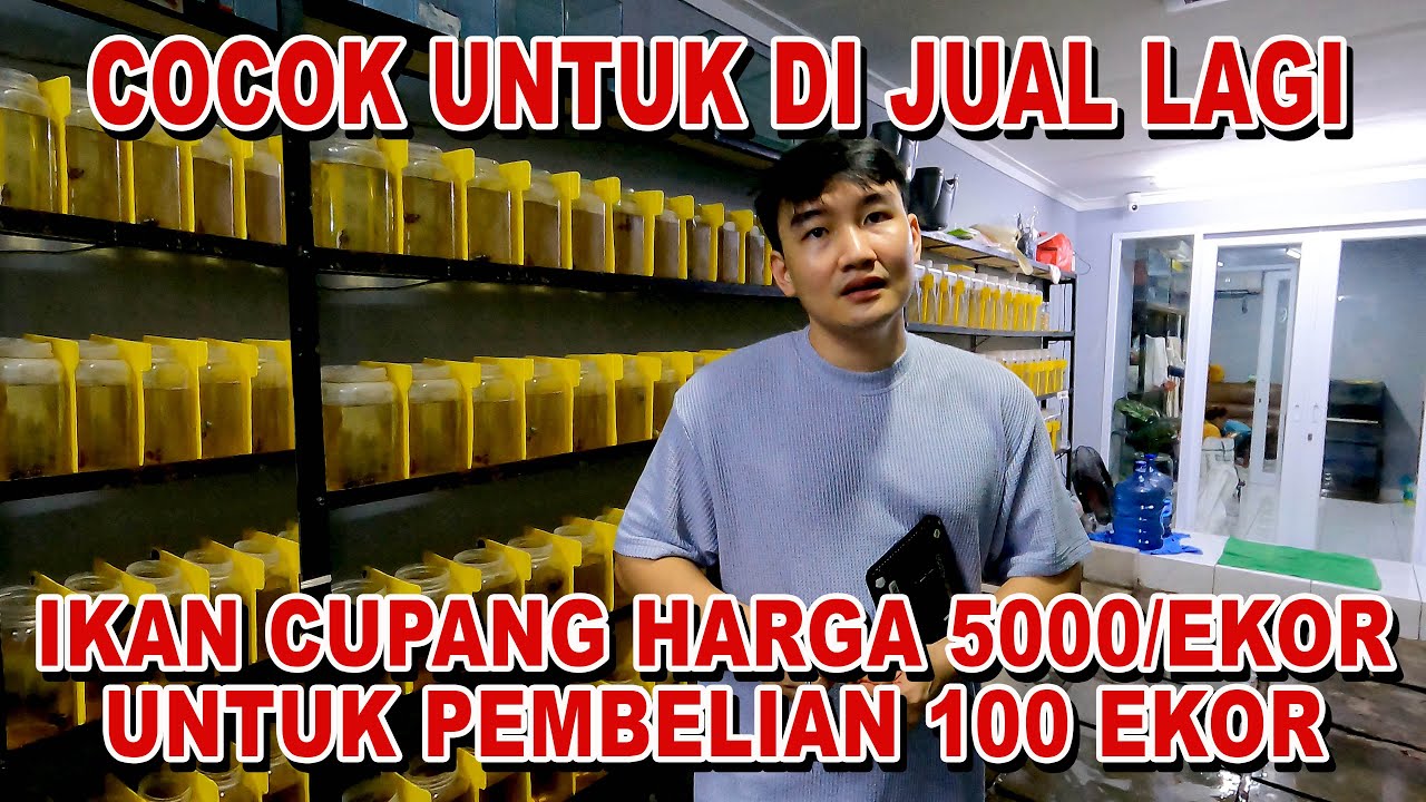 5000 PER EKOR COCOK UNTUK JUAL LAGI