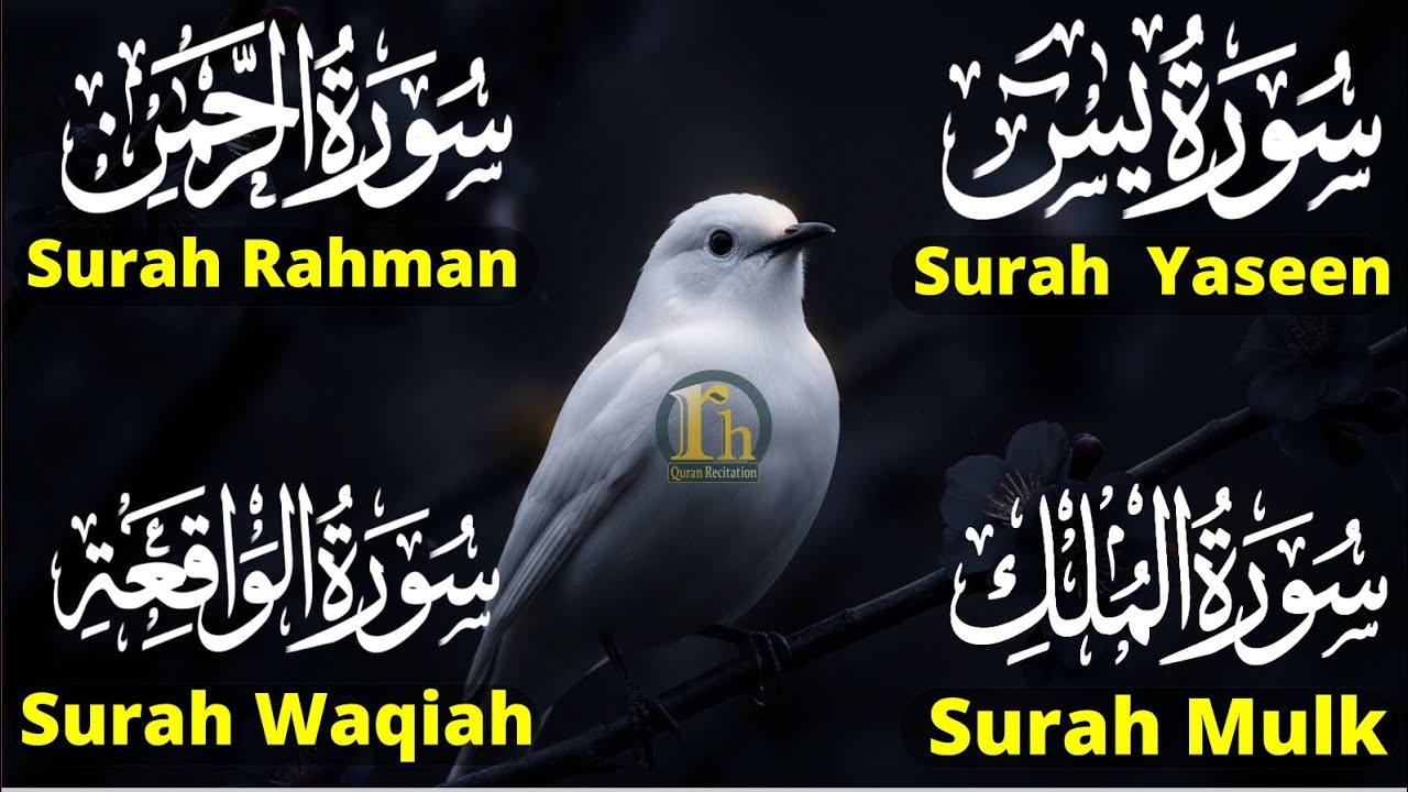 Beautiful Surah Yaseen (Yasin) | Surah Rahman | Surah Waqiah | Surah Mulk | Episode 107