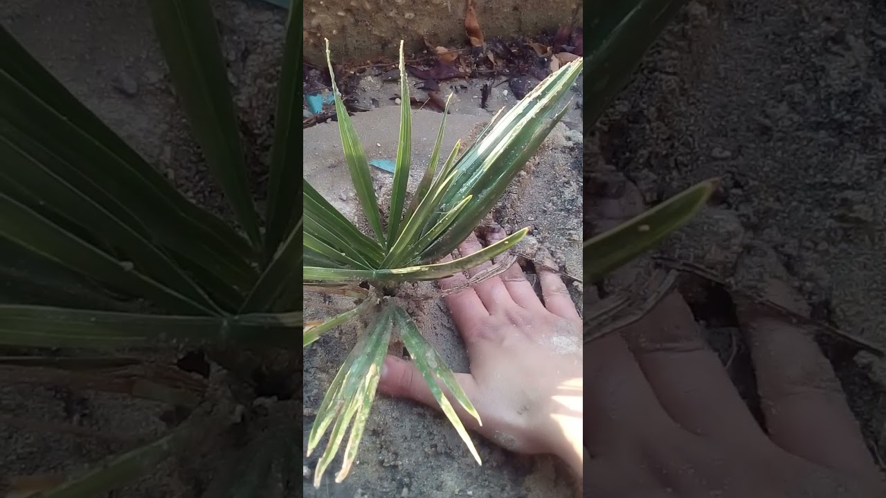 نقل النخيل واى شجره فى هذا الشهر