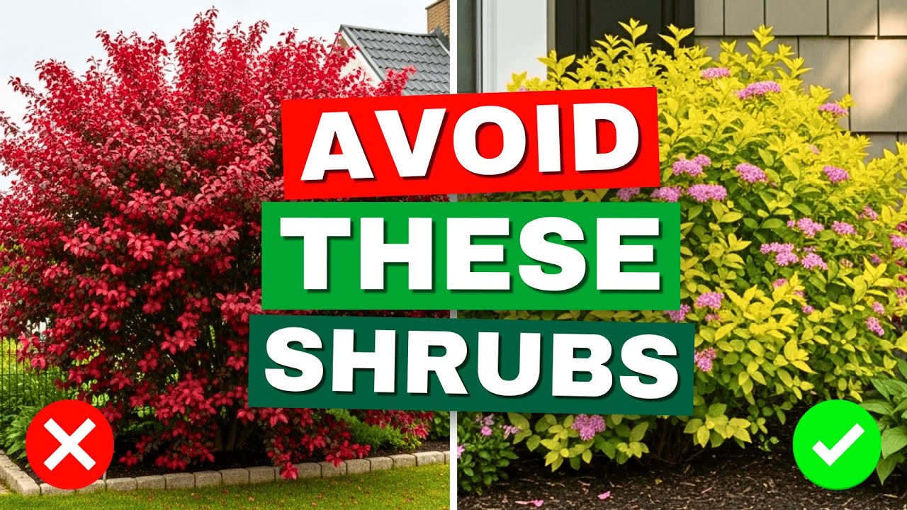 😱 5 Small Garden Shrubs You Should AVOID&mdash;What to Plant Instead!