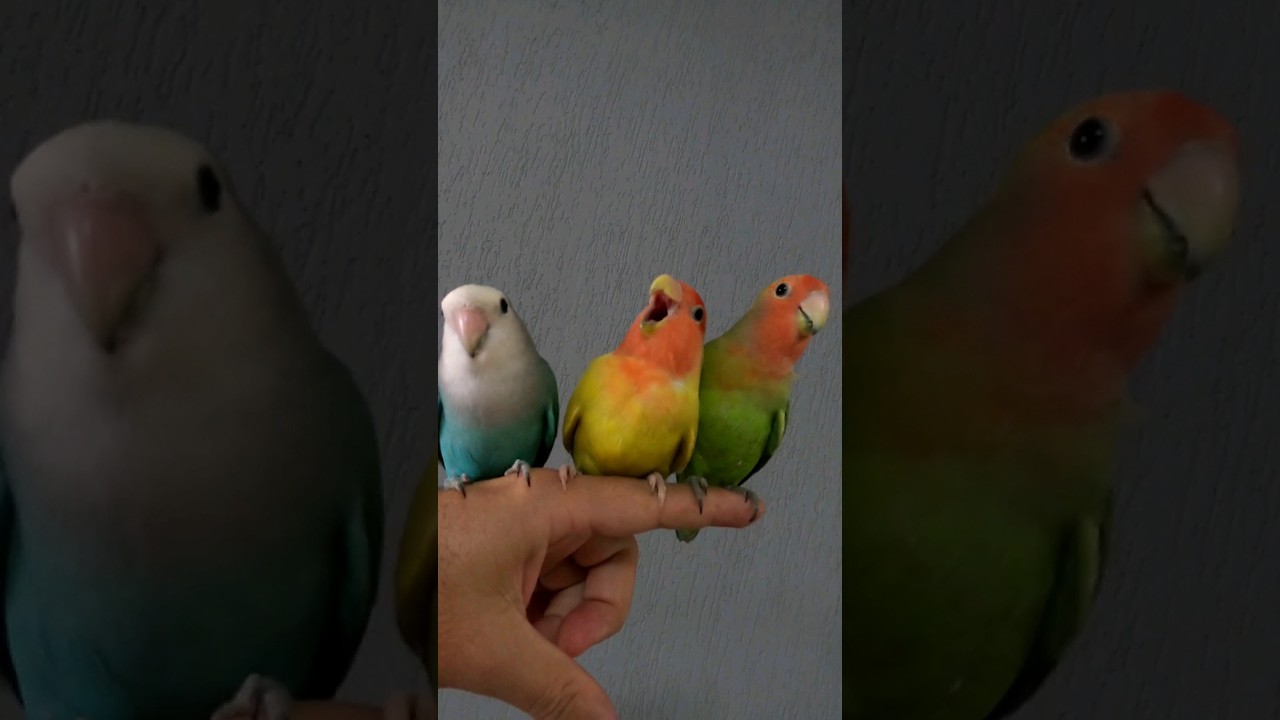 Agap&oacute;rnis gritando. #shorts #bird