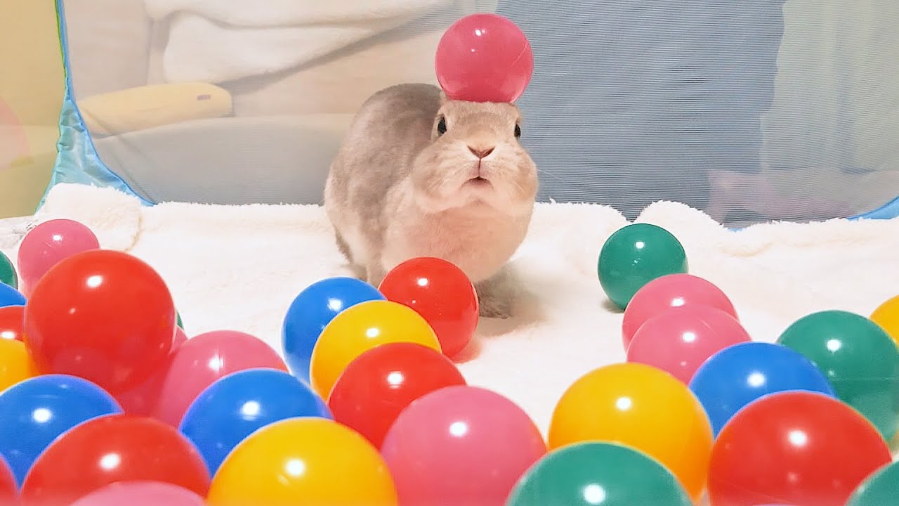 はじめてボールプール体験にノリノリのお姉ちゃんうさぎ（と、控えめな弟ニャンコ）