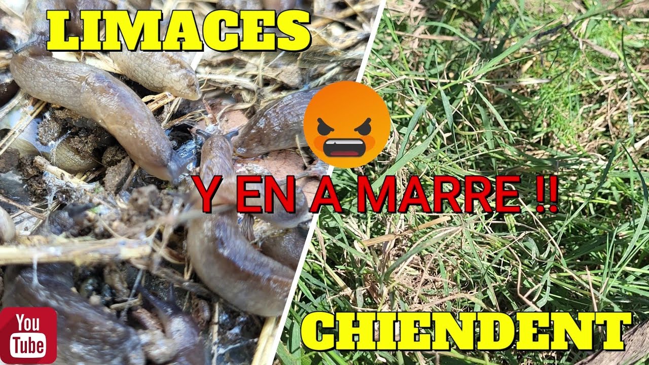 Comment se débarrasser des Limaces et du Chiendent !! Y en a marre !! 😡