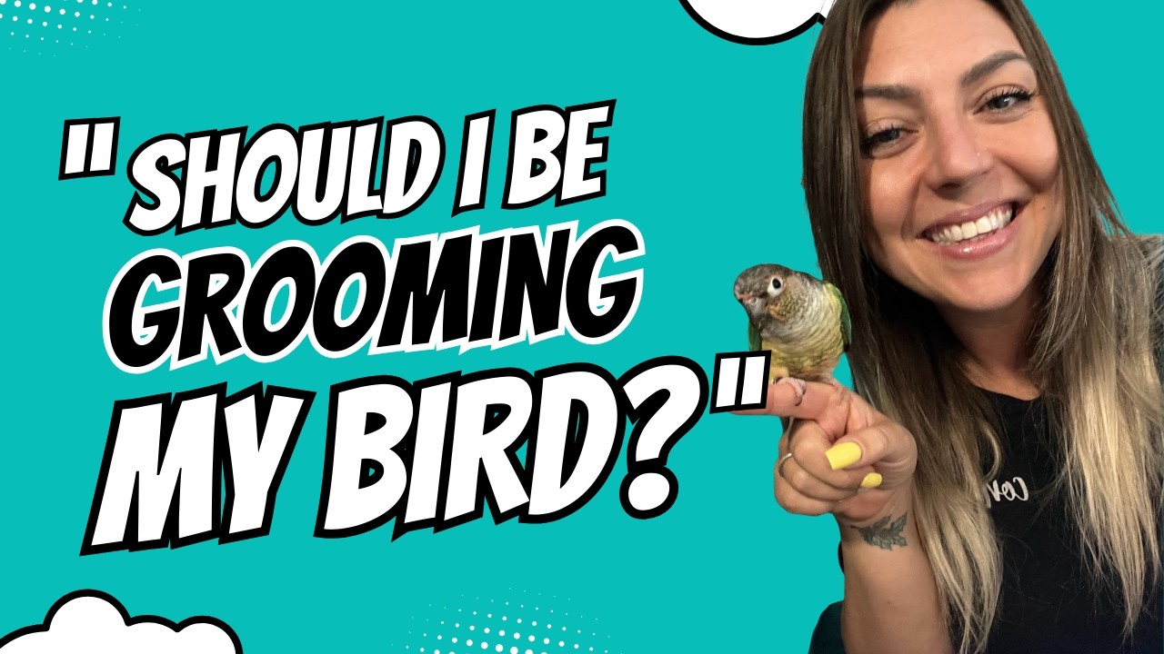 Руководство по уходу за попугаями 🦜 Нужен ли груминг домашним птицам?