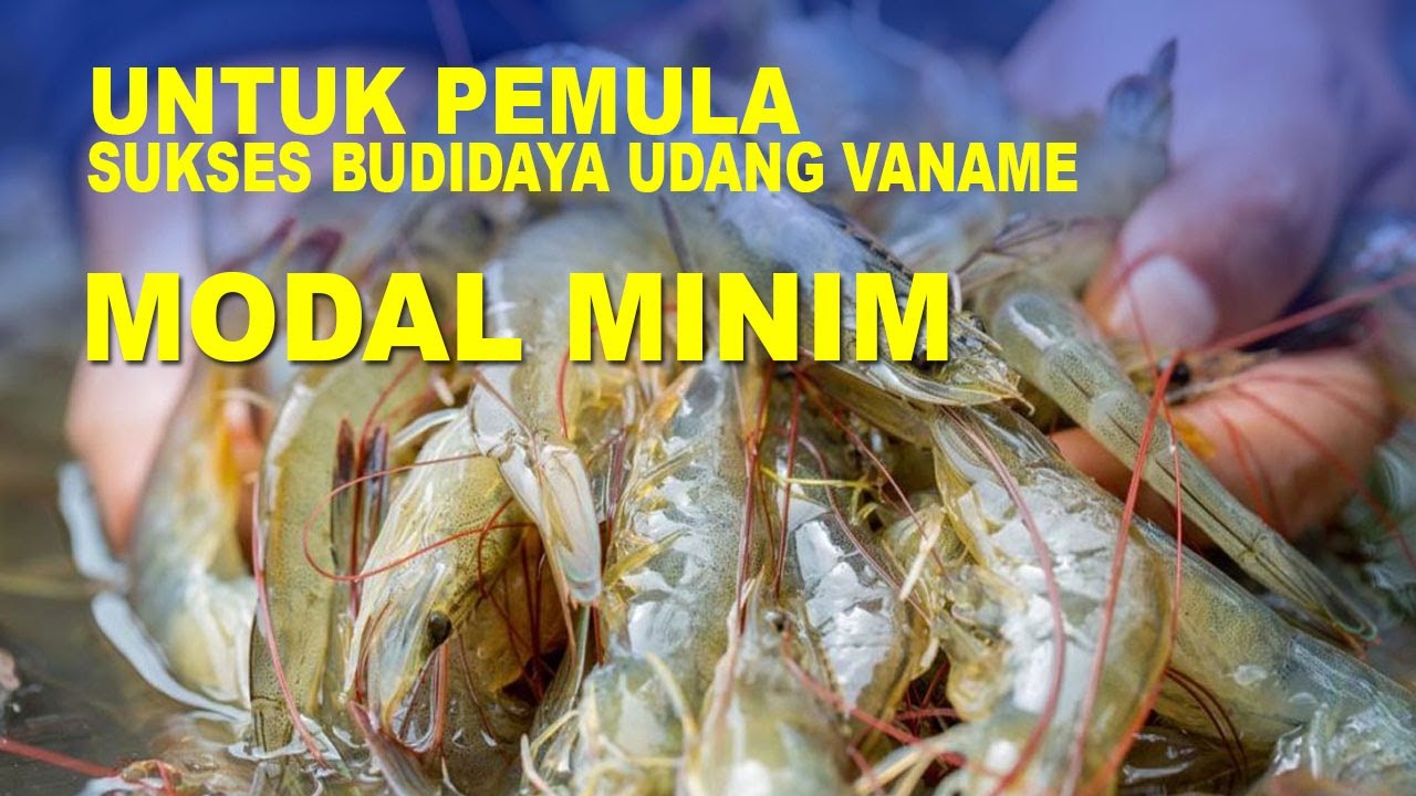 Cara budidaya udang vaname kolam terpal untuk pemula