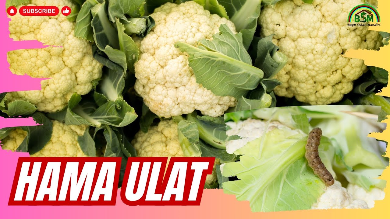MENGATASI HAMA ULAT PADA TANAMAN KOL