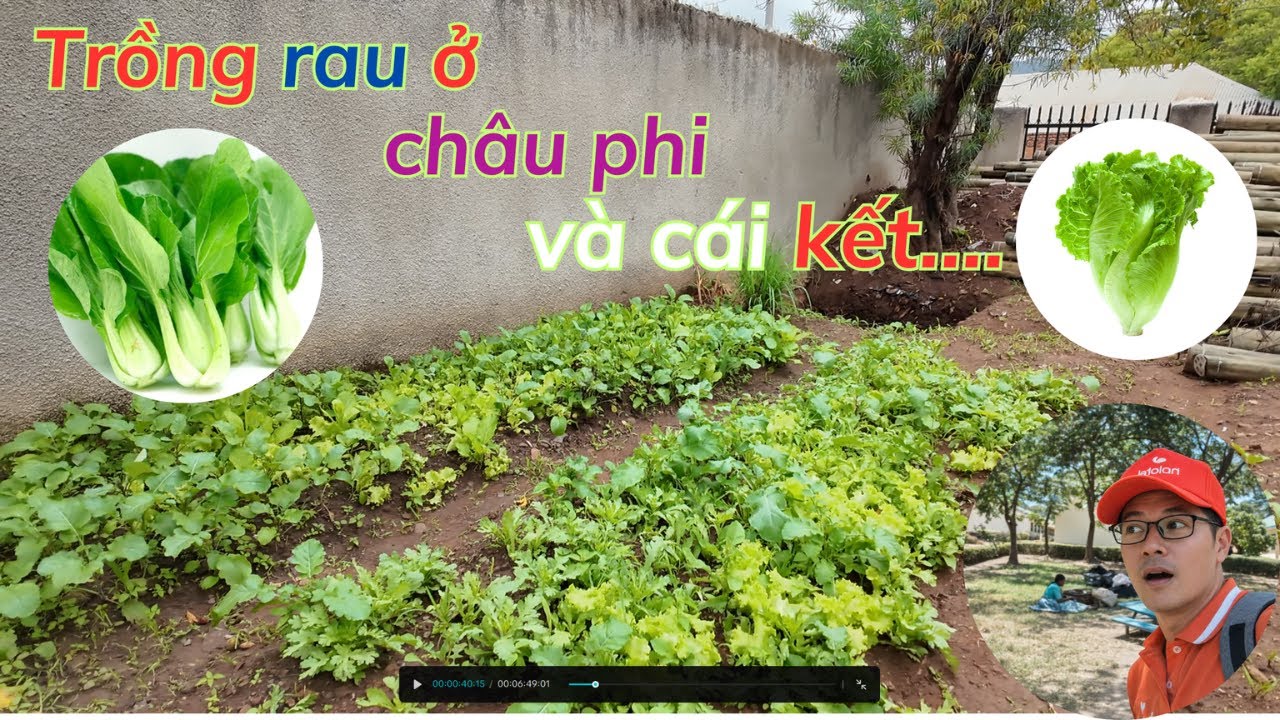 Trồng rau ở châu phi và cái kế t|| Trần Trưởng ở châu phi #cuocsongchauphi #trantruongochauphi,