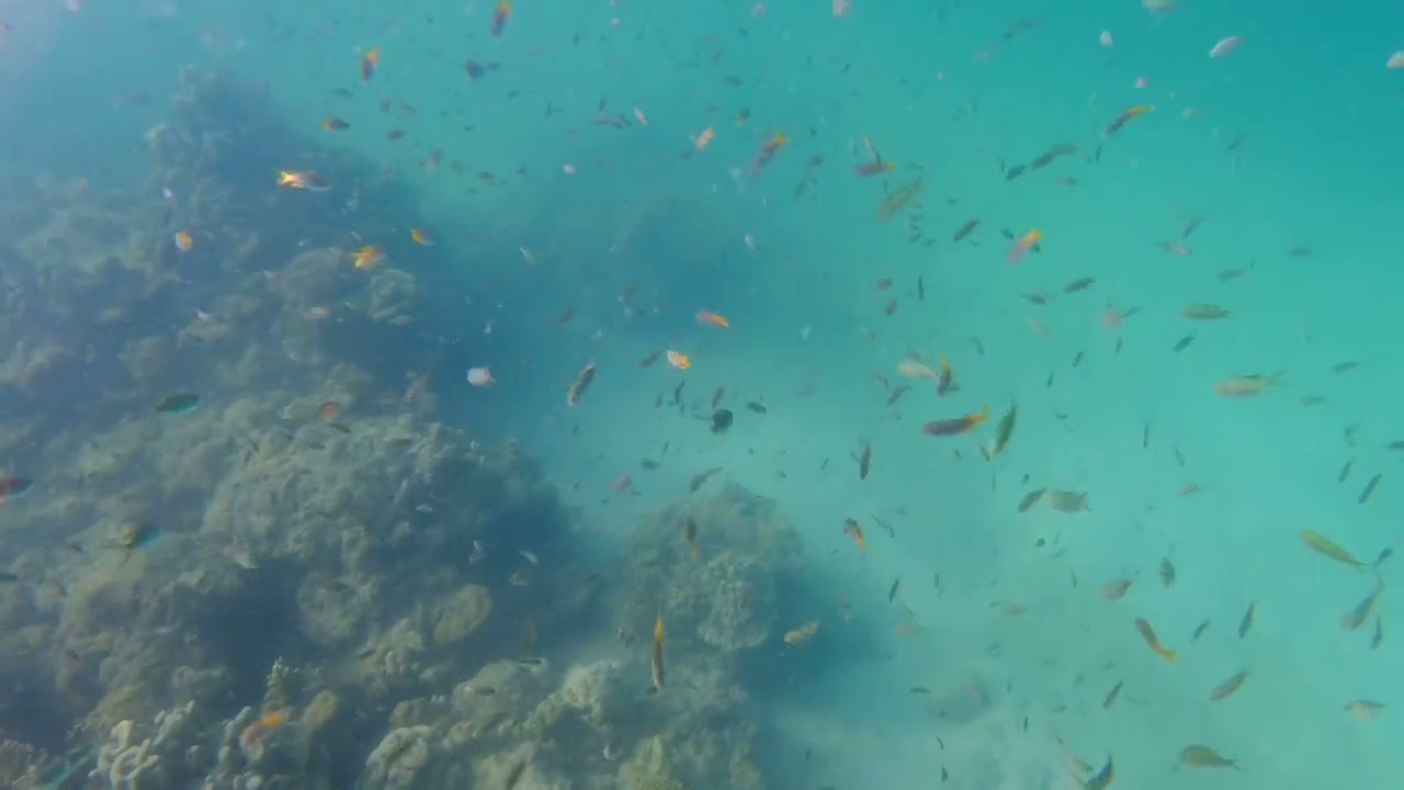 Koh Ngai Schnorcheln (Albatross)
