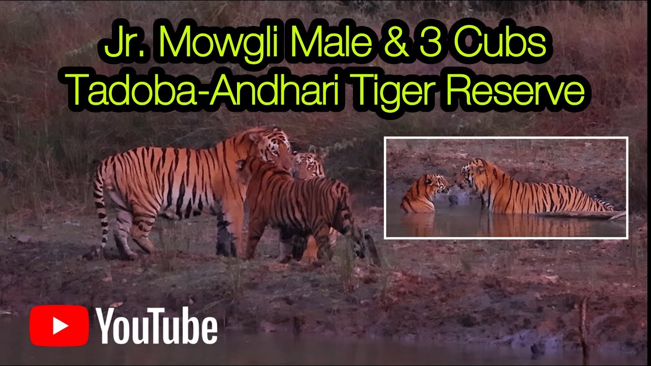Male Tiger Jr. Mowgli & 3 Cubs                                Tadoba-Andhari Tiger Reserve