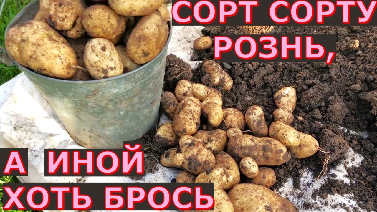 Что будет если сажать 15 лет свои семенные клубни картофеля Как менялся сорт из года в год