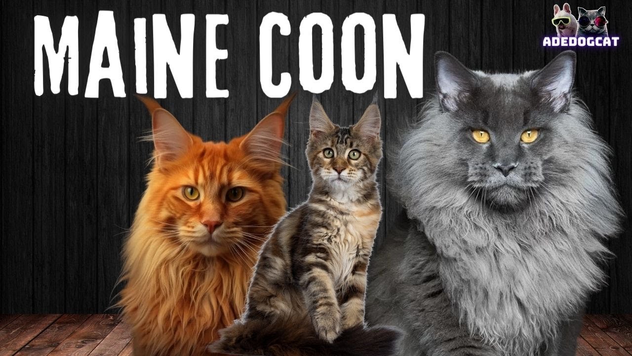 MAINE COON- O MAIOR GATO DO MUNDO(ADEDOGCAT)