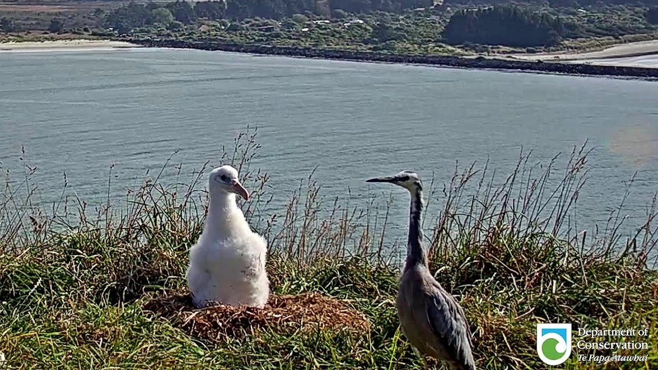 Royal Albatross~Henry does the snake dance for Pippa 😁~4:22 pm 2020/03/18