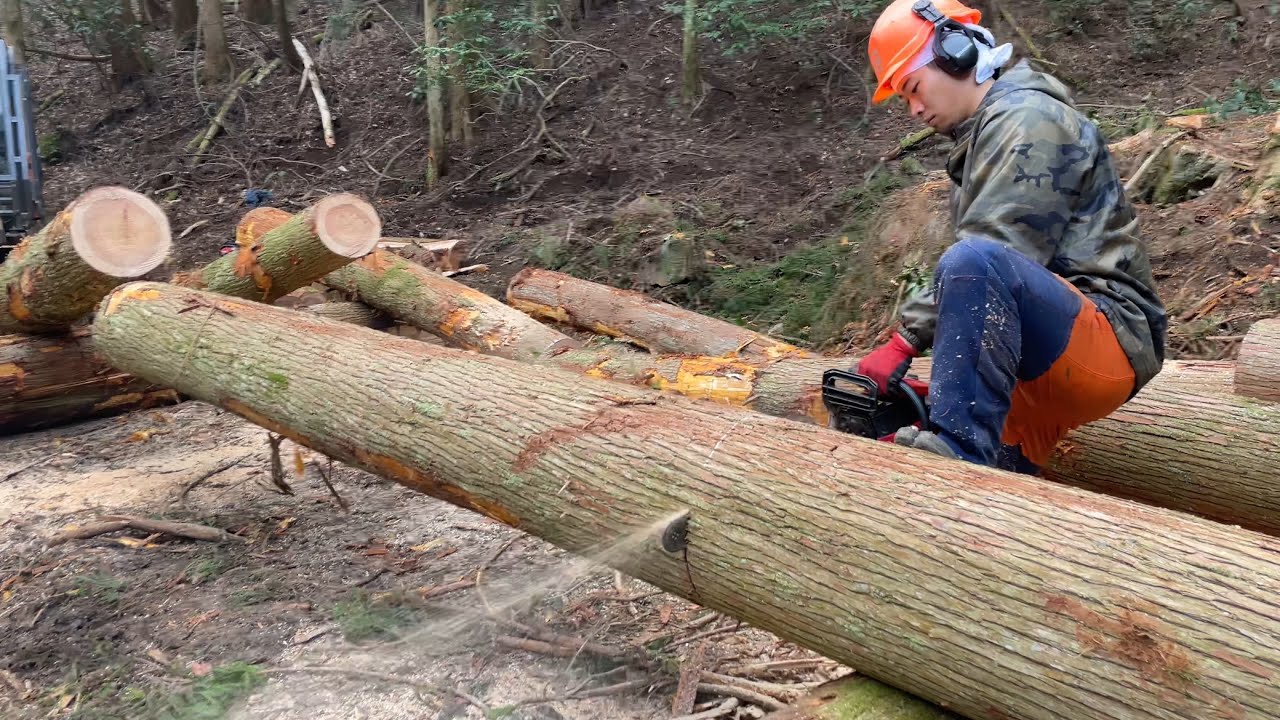 ひたすらに玉切りまくる動画🪵#林業 #forest #japan #felling #チェンソー #宮崎 #roger #造材