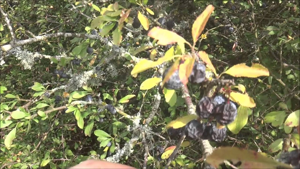 How to ID Sloes for Sloe gin etc