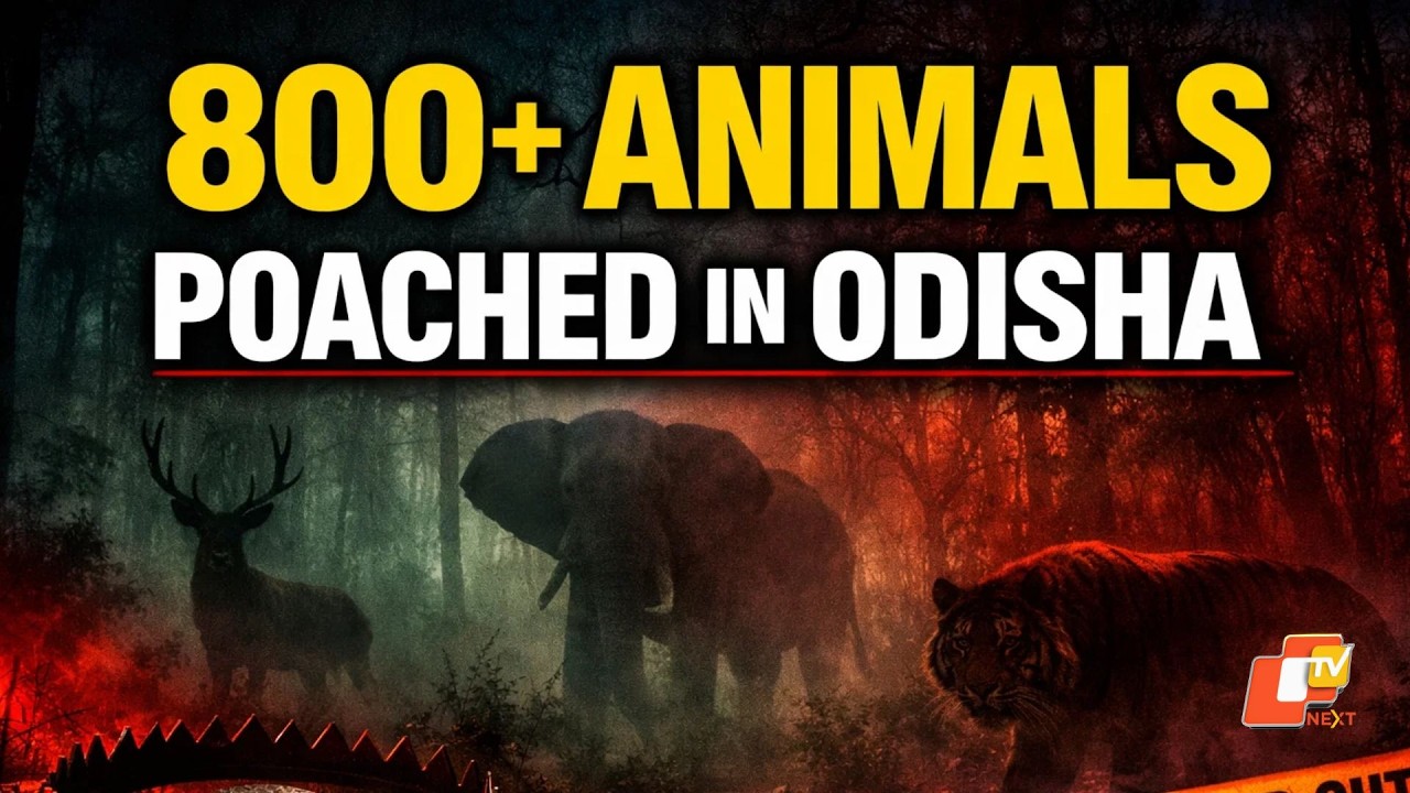 Odisha’s Wildlife Under Attack: Over 800 Animals Poached in 5 Years