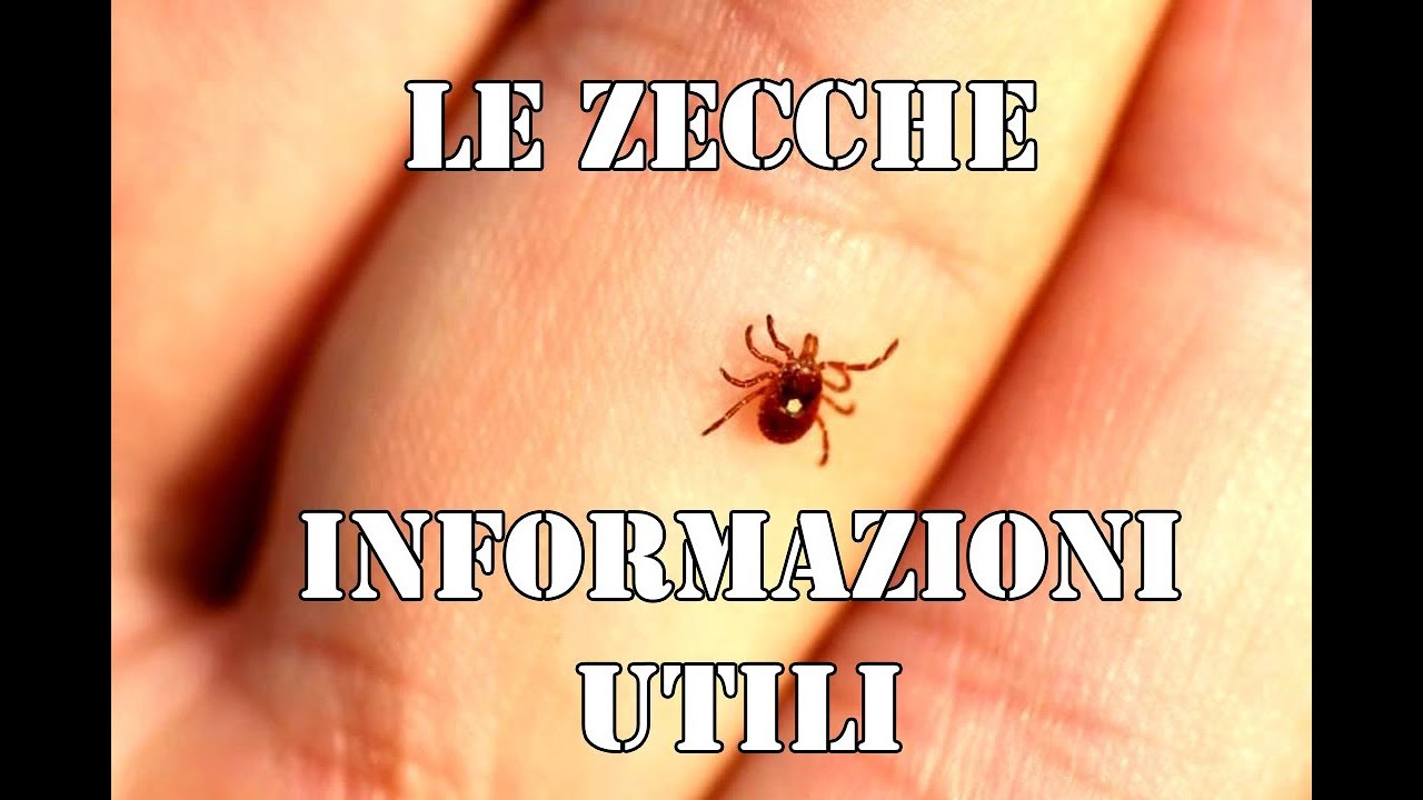 LE ZECCHE, informazioni su di un PARASSITA poco conosciuto 🕷🕷 