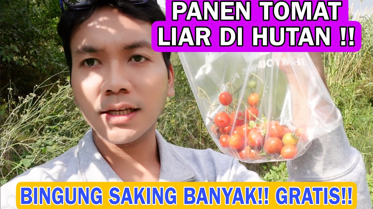 PANEN TOMAT LIAR GRATIS DI PINGGIR SUNGAI!! SAMPAI BINGUNG SAKING BANYAKNYA !!