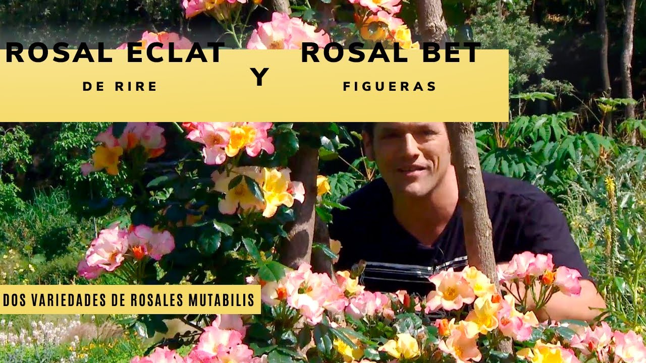 Dos variedades de ROSALES mutabilis: Rosal Eclat de rire y Rosal Bet Figueras 🌹🌹 - Jardinatis